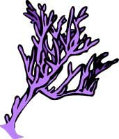 Coral 2